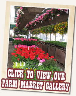 Farm Market Gallery