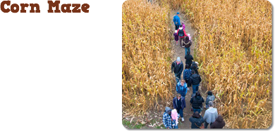 ﷯Corn Maze 