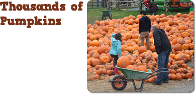 ﷯Thousands of Pumpkins 